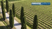 Vino, il Consorzio Aquileia DOP: "basta alla guerra dei prezzi"