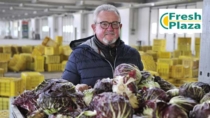 Radicchio di Chioggia IGP: mercato pesante e futuro incerto