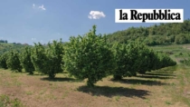 Per la nocciola prezzi alti ma raccolto incostante: “Il clima incide al 70%”