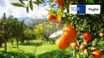 Le Clementine Golfo di Taranto IGP protagoniste su TGR Puglia