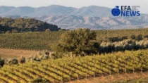 Montecucco: bene il 2025, ma crolla la vendemmia