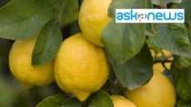 Cresce il consumo di limoni a marchio IGP, l’8% in GDO