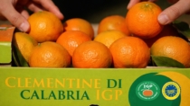 Agrumi esteri e residui vietati: il Consorzio Clementine di Calabria IGP sostiene l’allarme