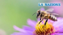 Il futuro di api e miele DOP passa dal progetto LIFE BEEadapt