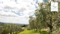 Olio Toscano IGP: il primato nell’export e la svolta digitale