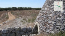 Olio Terra d’Otranto DOP: la rinascita nel nuovo disciplinare