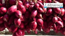 Cipolla Rossa di Tropea Calabria IGP: mareggiate e cicloni minacciano l