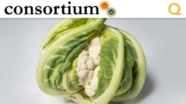 Origine del Cavolfiore: revisione delle evidenze genetiche e storiche
