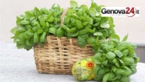Il Basilico Genovese DOP celebra 20 anni