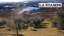 Dopo il Barolo DOP, i vignaioli di Langa puntano sull’olio di oliva