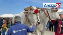 Cortona, torna la Mostra dei bovini di razza Chianina