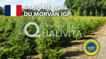 Sapin de Noël du Morvan IGP - Francia