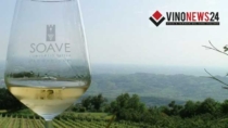 Soave DOP: nel 2025 imbottigliato +3% e calano giacenze