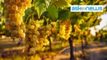 Consorzio Lambrusco: a lavoro su sottozona Scandiano promuovendo la Spergola