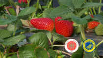 La Fragola della Basilicata IGP protagonista al Macfrut di Rimini