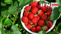 Fragola della Basilicata IGP protagonista a Fragola Expo: la Dop economy spinge il territorio