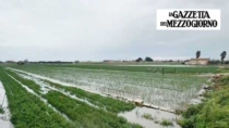 Arenili allagati dalla piena: a rischio la raccolta di Cipolla Bianca di Margherita DOP