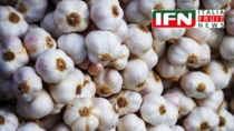Aglio di Voghiera DOP, filiera da 1 milione di euro con 430 tonnellate certificate