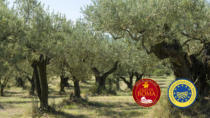 Nasce il primo Festival dell