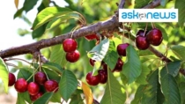 CSQA nuovo ente di certificazione della Ciliegia dell’Etna DOP