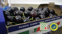 Ciliegia di Vignola IGP: al via la campagna 2026 con buoni quantitativi e ottima qualità