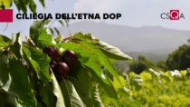 Ciliegia dell’Etna DOP: CSQA nuovo ente di certificazione per lo sviluppo della filiera