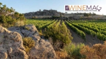 Consorzio Vermentino di Gallura DOP: crescita, disciplinare e sfida territoriale