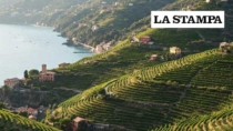 Turismo DOP: in Liguria la viticoltura "eroica" sinonimo di turismo