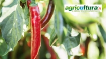Peperoncino di Calabria IGP, Serra (Consorzio): un traguardo che ci riscatta, ora più tutela e valore aggiunto