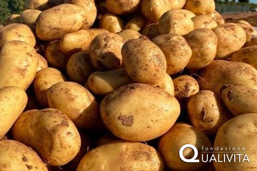 Patata de Valderredible IGP