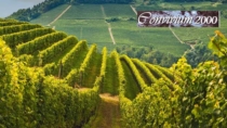 Consorzi del vino, la bozza del decreto introduce indicatori di orientamento dei prezzi