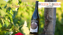 Turismo DOP, a Vho di Tortona torna la "Notte del Derthona Timorasso"