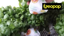 Biochimica del Basilico Genovese DOP: clima della Liguria e assenza dell’aroma di menta