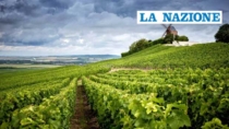Champagne DOP, il Comité sceglie di continuare ad abbassare la produzione