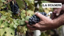 Vino e caldo record, l’annata più precoce del secolo
