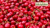 Ciliegia dell’Etna DOP: CSQA nuovo ente di certificazione per lo sviluppo della filiera