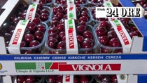 Ciliegie in ripresa dopo un 2025 pessimo: le Ciliegie di Vignola IGP a +20%