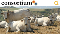 Vitellone Bianco dell’Appennino Centrale IGP: come il mercato altera tempi, qualità e sostenibilità della carne Chianina
