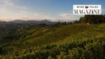 Colli di Conegliano DOP: il Consorzio traccia la rotta e chiama il territorio a fare squadra