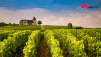 Vino: sempre più enoturisti nella Champagne, alla scoperta di Maison blasonate e vignerons