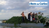 Delta del Po, caldo e alghe tolgono ossigeno. Moria di pesci, cozze e vongole