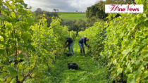 La prima denominazione di vini naturali al mondo? Potrebbe arrivare dal Galles