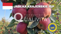 Jabłka krajeńskie IGP - Polonia
