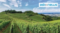 Colli Tortonesi DOP: 1,75 mln di bottiglie e domanda in crescita