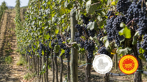 Consorzio Montecucco, il caldo non frena la qualità: vendemmia 2026 con uve eccellenti