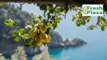 Limoneti della Costa d