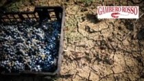 Francia, nel 2026 non ci saranno vini di questa DOP: la crisi della viticoltura ne sospende la produzione