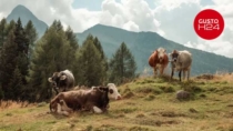 L’impegno di Parmigiano Reggiano DOP e Slow Food per le “Terre Alte”
