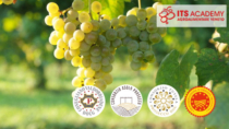 Viticoltura, i Consorzi di tutela del Prosecco sostengono la formazione dei nuovi Tecnici Agritech