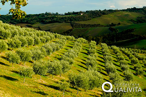 Olio dei Colli di Bologna IGP – Olio EVO
